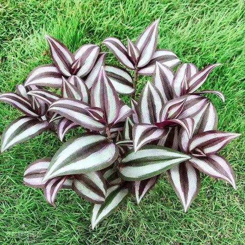 Rooted Cuttings Tradescantia Zebrina Wandering Jew Plant - 15 Pieces, 4 Inches Each - Free Shipping (Tradescantia zebrina)