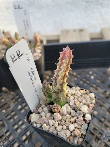 Huernia keniensis Cactus Succulent Plant in 2" Pot - Bare Root Shipping - Unique Green Color - Perfect for Indoor Gardens