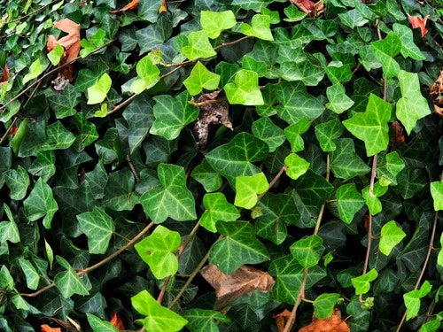 Live English Ivy Plant - Groundcover - Hedera Helix - Potted or Bare Root - Fast-Growing Evergreen for Garden Landscaping