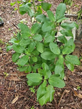 Kalanchoe Pinnata Live Plant 4" Starter - Leaf of Life Miracle Wonder of the World - Organic Florida Grown