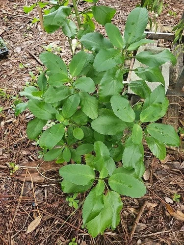 Kalanchoe Pinnata Live Plant 4" Starter - Leaf of Life Miracle Wonder of the World - Organic Florida Grown