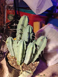 Myrtillocactus Geometrizans Adult Live Cactus - Single Plant - Unique Geometric Shape - Perfect for Cactus Collectors