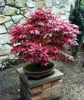Live Japanese Maple Plant - 4" Bloodgood Variety - Red/Green Foliage - Well Rooted (Acer palmatum)