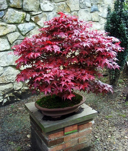 Live Japanese Maple Plant - 4" Bloodgood Variety - Red/Green Foliage - Well Rooted (Acer palmatum)