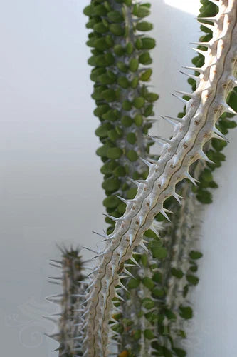 Healthy Live Alluaudia Procera Plant - Madagascar Ocotillo - Unique Deciduous Succulent - Madagascar Spiny Forest Plant