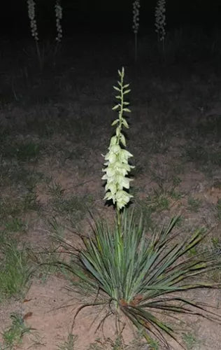 Yucca Bare Root Live Plant 15-Inch Adam's Needle Yucca (Yucca filamentosa) - Hardy, Drought-Tolerant Succulent for Gardens