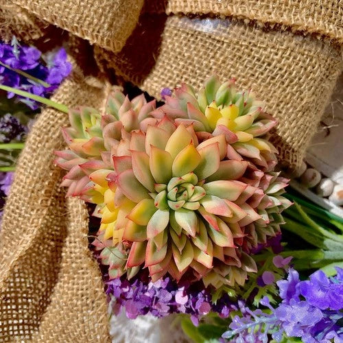 Echeveria Mebina Variegata Succulent Plant - Rare Variegated Live Bare Root Easy Care, Ideal for Indoor Spaces