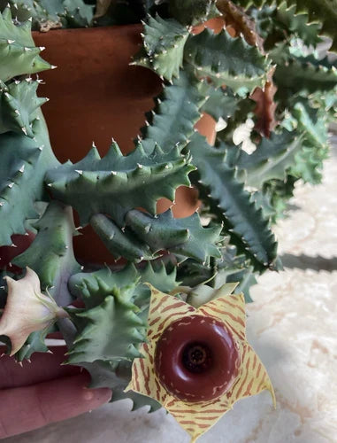 Lifesaver Plant 3" Fully Rooted Huernia zebrina Succulent with Unique Flowers, Drought-Resistant Houseplant for Collectors
