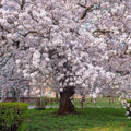 Yoshino Cherry Trees - 2ft Tall Flowering Trees - Prunus x yedoensis - Beautiful Pink Blossoms for Gardens and Landscapes