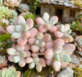 Rare Graptosedum Miul Succulent Plant - Bare Root Hybrid with Pastel Leaves (Graptosedum) for Indoor Outdoor Decor