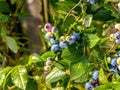 Sunshine Blue Blueberry Plant - Pint Pot - Vaccinium - Self-Pollinating, Evergreen, High Yield, Ideal for Containers