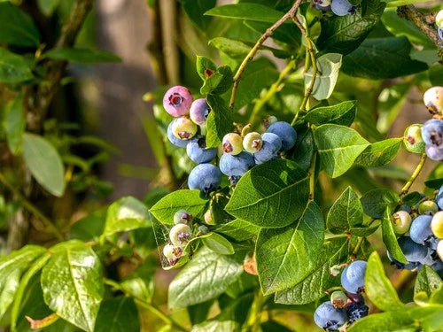 Sunshine Blue Blueberry Plant - Pint Pot - Vaccinium - Self-Pollinating, Evergreen, High Yield, Ideal for Containers