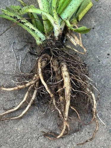 Comfrey Live Root Plant - Drought Resistant, Nutrient-Rich Natural Mulch - Symphytum officinale