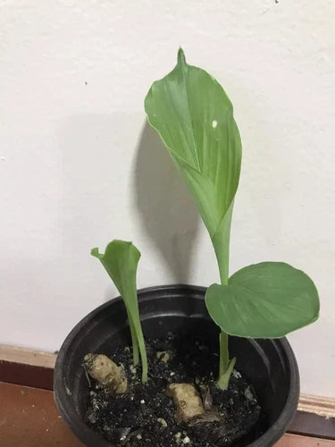 Rare White Turmeric Live Plant 5"-10" (Curcuma Zeodaria) - Flowering Ginger Root for Garden & Health Benefits