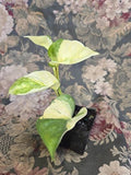 Manjula Pothos Live Plant in 2 Inch Pot, Variegated Heart-Shaped Leaves, Epipremnum Aureum 'Manjula'
