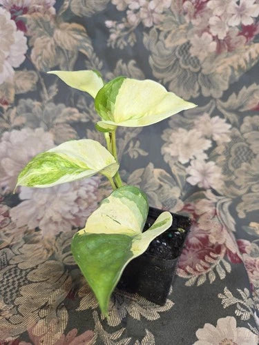 Manjula Pothos Live Plant in 2 Inch Pot, Variegated Heart-Shaped Leaves, Epipremnum Aureum 'Manjula'