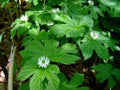 Goldenseal Live Roots - Hydrastis canadensis - Shade Tolerant Perennial with Maple-like Leaves and White Flowers
