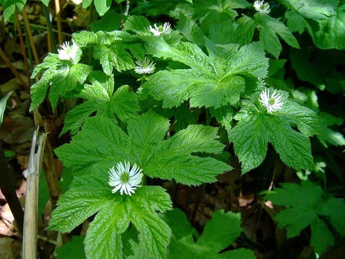 Goldenseal Live Roots - Hydrastis canadensis - Shade Tolerant Perennial with Maple-like Leaves and White Flowers