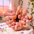 Rare Succulents | Bare Root | xPachyveria Elaine | Easy Care Live Plant | Unique Colors and Shapes