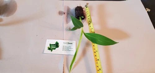 Musa Blue Java Banana Starter Plant - 6-8 Inch Live Ice Cream Banana - Cold & Heat Tolerant - Edible Garden Plant