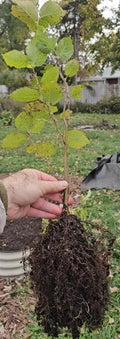 American Hazelnut Seedlings - One Year Old Native Hazelnut - Corylus Americana - Healthy Air Pruned Roots for Easy Transplanting