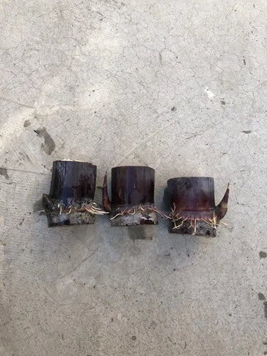 Rooted Sugar Cane Cuttings - 3 Pcs Dark Purple Variety - Sweet & Juicy - (Saccharum officinarum)