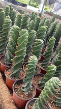 Cereus Forbesii Spiral Cactus Live Plant, Rare Indoor/Outdoor Cactus, 8 Inch Long, Drought-Resistant, Green, Cereus Bloomingdale