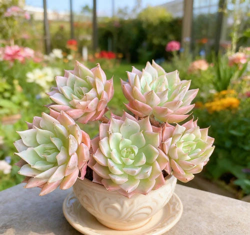 Echeveria 'Margaret' Succulent Plant - Small Bare Root Easy Care Live Plant - Perfect for Home Decor or Gifts