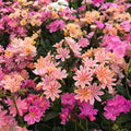 Lewisia ‘Rainbow Mix’ Live Starter Plant - Hardy Succulent for Rock Gardens - Well-Rooted in 2.5" Pot - Lewisia cotyledon