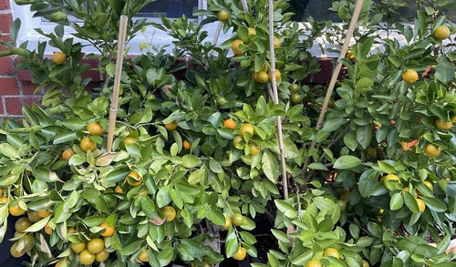 Rooted Calamansi Plant 2"-3" Citrus Calamondin - Everbearing Fruit Tree (Citrus microcarpa)