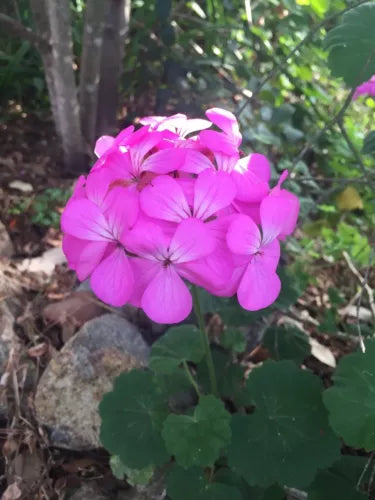 Pelargonium Zonal Geranium Cuttings 8x6" Purple Pink Live Plant