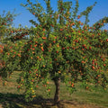 Gala Apple Tree 2ft Tall Live Fruit Tree Semi-Sweet Crisp Fruit Malus domestica - Ideal for Zones 4-9, Ready to Plant Now