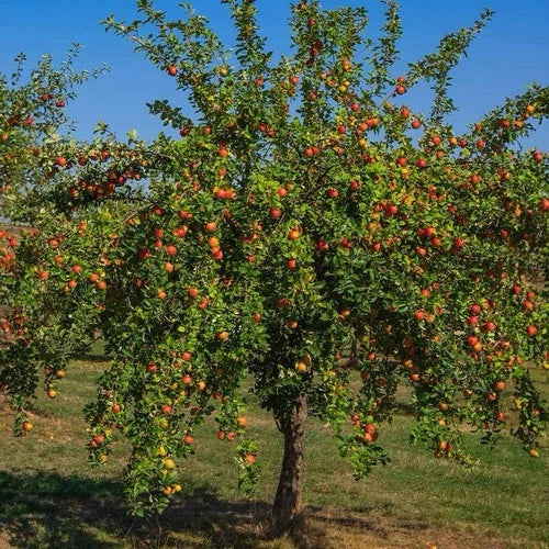 Gala Apple Tree 2ft Tall Live Fruit Tree Semi-Sweet Crisp Fruit Malus domestica - Ideal for Zones 4-9, Ready to Plant Now
