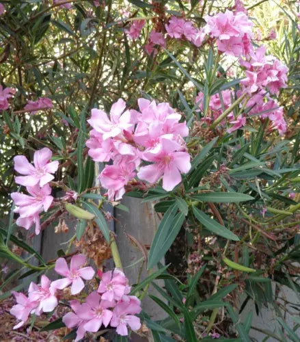 Oleander Plant Cuttings 7" Pink Nerium Oleander Live Flower Propagation 7 Stems