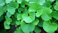 15 Bare Root Indian Pennywort Plants - Centella Asiatica, Gotu Kola, Edible Herb for Garden, Drought-Resistant, USDA Zones 9-10