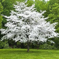 White Dogwood Tree 2ft Live Flowering Tree - Cornus florida - White Blooms & Fall Foliage, Hardy Zones 5-8