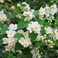 Mock Orange Shrubs 20" Tall Live Plant - Philadelphus lewisii - Fragrant White Flowers - Hardy Zones 3-8 - Ready to Plant