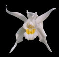 Coelogyne mossiae Orchid Plant 5” Pot Multi Growth Paph. Dr. Toot (delentaii x kolopakingii var. topperi 'Crown')