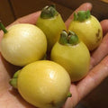 Poma Rosa Live Plant - Rose Apple Seedling - Syzygium jambos - Delicious Tropical Fruit Plant for Home Gardening