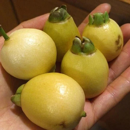 Poma Rosa Live Plant - Rose Apple Seedling - Syzygium jambos - Delicious Tropical Fruit Plant for Home Gardening