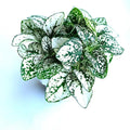 Hypoestes White Splash Potted House Plant 2.5" - Air Purifying Indoor Plant - Hypoestes phyllostachya