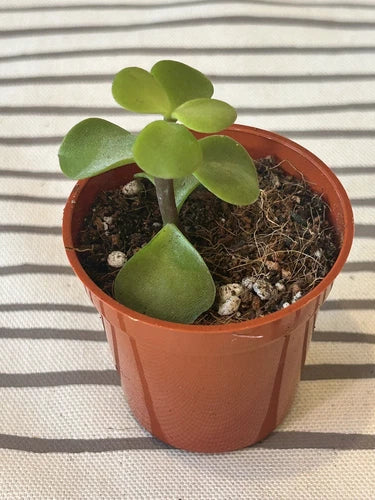 Rooted Jade Plant Succulent - Money Plant - Green - Crassula ovata - Live Plant for Indoor/Outdoor - Ready to Plant