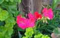 Hot Pink Geranium Cuttings 3x6" Live Plant Pelargonium Zonal Fragrant Blooms