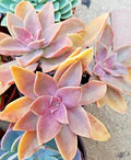 Rare Succulent Live Plant 5-Inch Graptoveria 'Fred Ives' (Graptopetalum paraguayense × Echeveria gibbiflora) Garden Decor Gift