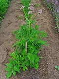 Live Valerian Plant - Organic - Valeriana officinalis - Established Roots - Attracts Butterflies and Bees