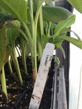 Musa Lacatan Banana Plant - Live Plant - Philippine Banana - Sweet Cavendish Variety - Ideal for Zones 8-11