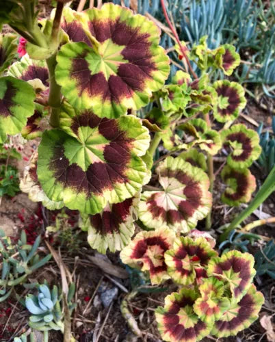 Rare Variegated Pelargonium Zonal Geranium 6" Starter Cutting Live Plant