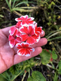 Rare Red & White Pelargonium Zonal Geranium 6" Starter Cutting Live Plant