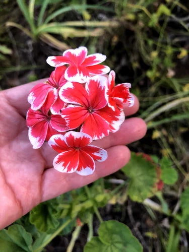 Rare Red & White Pelargonium Zonal Geranium 6" Starter Cutting Live Plant