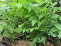 Black Walnut Trees - 3 Bareroot Seedlings, Juglans Nigra, Organic, Hardy Zones 4-9, Yellow Fall Foliage, Live Plant